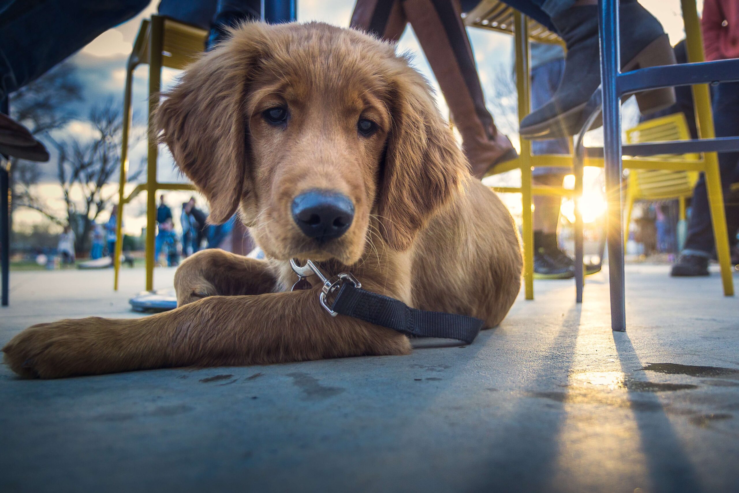 Best Dog-Friendly Restaurants in Grand Rapids –  How to Take your Dog on a Barking Good Time!